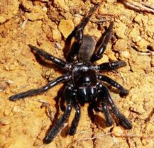 ऑस्ट्रेलिया: 43 साल की उम्र में दुनिया की सबसे उम्रदराज मकड़ी की मौत