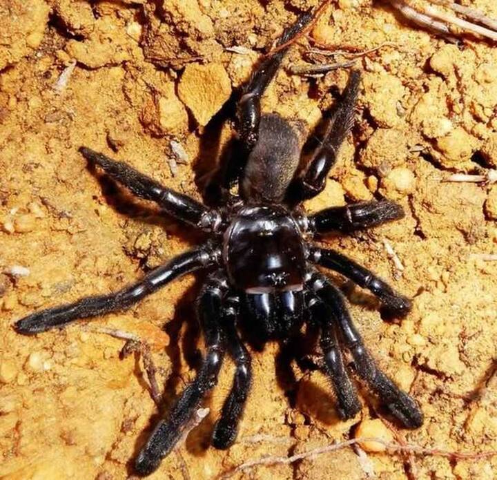 रिसर्चर्स ने इस मकड़ी का नाम ‘नंबर 16’ रखा हुआ था. इस मकड़ी की वजह से वैज्ञानिकों को समूचे ऑस्ट्रेलिया में पाई जाने वाली मकड़ियों के व्यवहार को समझने में मदद मिली. पारंपरिक तौर पर ट्रैपडुर मकड़ियों का जीवनकाल पांच से 20 साल तक का होता है. ये मकड़ियां मनुष्य के लिए खतरा तो नहीं हैं लेकिन इनके काटने से दर्द होता है और सूजन हो जाती है.