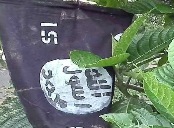 असम: गोपालपारा में पेड़ों पर लहराए गए ISIS के झंडे, झंडों पर लिखा है- आईएस नॉर्थ ईस्ट