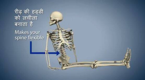  'वक्रासन' रीढ़ की हड्डी को लचीला बनाता है.