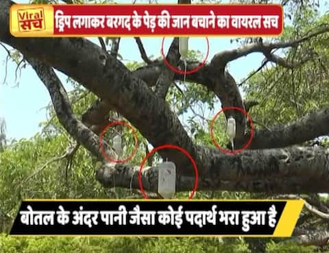 वायरल सच: बरगद के पेड़ को मरने से बचाने के लिए चढ़ाई गई सलाइन ड्रिप वायरल सच: बरगद के पेड़ को मरने से बचाने के लिए चढ़ाई गई सलाइन ड्रिप