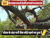 वायरल सच: बरगद के पेड़ को मरने से बचाने के लिए चढ़ाई गई सलाइन ड्रिप