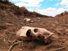 सूखे की मार: अमेरिका के एरिजोना में 200 घोड़े मृत पाए गए