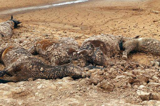 नवाजो नेशन के उपाध्यक्ष जोनाथन नेज ने जारी बयान में कहा,