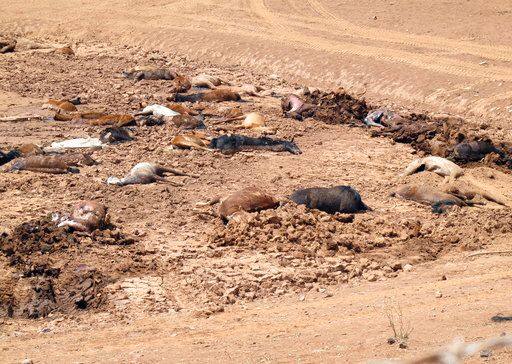 बयान के मुताबिक घोड़ों के शवों को तेजी से नष्ट करने के लिए उन पर हाइड्रेट चूना डाला जाएगा और उन्हें घटनास्थल पर ही दफनाया जाएगा.