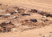 सूखे की मार: अमेरिका के एरिजोना में 200 घोड़े मृत पाए गए