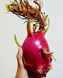 \'ड्रैगन फ्रूट\': नाम से में डरावना है लेकिन खाने के हैं बहुत फायदे