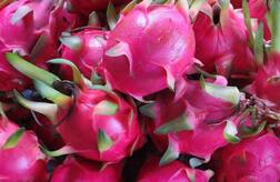 Healthy Fruits : मधुमेह, हृदय आणि कर्करोगावर गुणकारी 'ड्रॅगन फ्रूट', फायदे जाणून घ्या