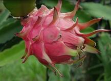 \'ड्रैगन फ्रूट\': नाम से में डरावना है लेकिन खाने के हैं बहुत फायदे