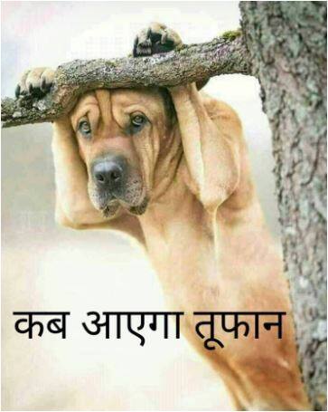 बेहद मजाकिया अंदाज में ली गई इस तस्वीर को देखें, उन्हें भी तूफान का इंतजार है.  