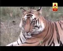 संरक्षित होने के बावजूद नहीं थम रहा बाघों के शिकार, खाल और हड्डी के साथ दो तस्कर गिरफ्तार