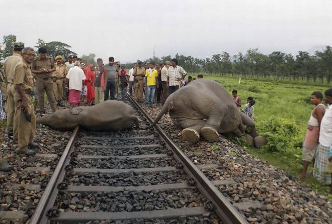 नॉर्थ ईस्ट में रेलवे ने एक अनूठा उपाय निकाला है जिससे हाथियों के ट्रेनों से टकराने की घटनाओं में कमी आयी है. दरअसल, इस उपाय के तहत रेल की पटरियों के पास मधुमक्खियों की भिनभिनाहट की आवाज बजाई जा रही है.