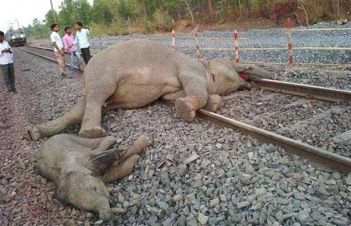 एनएफआर के अतिरिक्त महाप्रबंधक लोकेश नारायण ने बताया, ‘‘हमने पहले इसे रांगिया डिवीजन में लगाया और जब यह तरीका सफल रहा तो बाद हमने अन्य क्षेत्रों में भी इस तरीके को अपनाया. इसे सिर्फ छह महीने पहले ही शुरू किया गया है.’’ केन्या में पटरियों से हाथियों को दूर रखने के लिए उस इलाके में बाड़ पर मुधमक्खियों के छत्ते को लटका दिया जाता है. एनएफआर ने इन जानवरों को दूर रखने के लिए इलेक्ट्रॉनिक