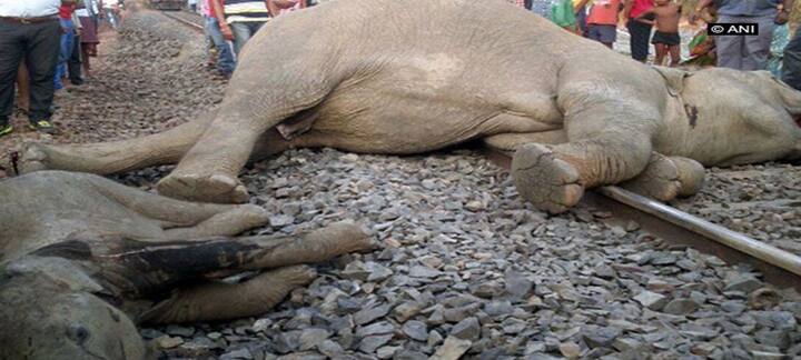 हाथी को हटाने की तकनीकों में मिर्ची बम और इलेक्ट्रिक बाड़े का उपयोग भी पहले किया ज चुका है. लेकिन भिनभिनाहट की ध्वनि वाला यह तरीका सबसे प्रभावी और किफायती साबित हुआ है. यह एक साधारण उपकरण है, जिसमें इंटरनेट से मधुमक्खियों की रिकॉर्ड की गई आवाज डाउनलोड कर बजाया जाता है. इस उपकरण की लागत करीब 2,000 रुपये है और यह 600 मीटर दूर तक किसी हाथी को सुनाई दे सकती है.