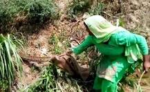 10 फीट लंबे अजगर से अकेले ही भिड़ गईं सईदा, बोरे में कर दिया बंद