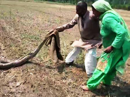 10 फीट लंबे अजगर से अकेले ही भिड़ गईं सईदा, बोरे में कर दिया बंद