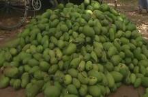 आम को मौसम ने पहुंचाया बड़ा नुकसान, करीब 40 फीसदी आम पेड़ों से झड़े