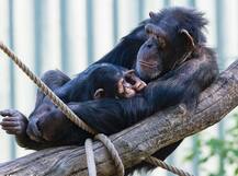 OMG! इंसानों से भी ज्यादा साफ-सुथरा बेड होता है इस जानवर का