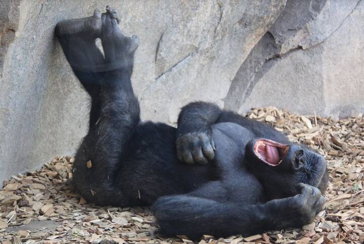 थोएम्मेस ने बताया कि हमें चिंपांजी के आशियाने में कोई आर्थ्रपाड सूक्ष्मजीव नहीं मिला. सिर्फ चार बाह्य परजीवी देखने को मिले और वह चार नमूने हैं न कि चार अलग-अगल जीव.फोटोः गूगल फ्री इमेज