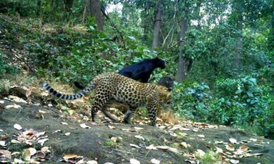 Black Panther Spotted In Odisha Forest Area For The First Time