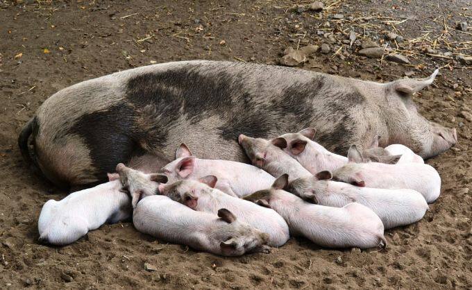 निपाह वायरस की सबसे पहले पहचान 1998-1999 में मलेशिया और सिंगापुर में की गई थी. ये वायरस उन लोगों में पाया गया था जो एन्सेफलाइटिस और रेस्पिरेट्री से   पीडि़त सुअरों के करीब रहते थे.फोटोः गूगल फ्री इमेज 