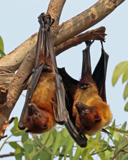 आखिर Nipah virus है क्या? निपाह वायरस (NiV) एक नई उभरती हुई बीमारी है जो कि जानवरों से इंसानों में फैलती   है. खासतौर पर जानवरों (चमगादड़) द्वारा खाए फलों को खाने से ये बीमारी फैलती है.फोटोः गूगल फ्री इमेज 