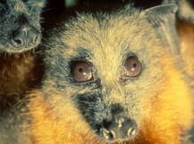 Nipah Virus : फळं न धुता खाताय? थांबा, इकडे लक्ष द्या, होऊ शकतो निपाहचा संसर्ग