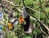 Nipah Virus: నిఫా- కరోనా ఒకేసారి వస్తే? ఈ వైరస్ గురించి షాకింగ్ విషయాలివే