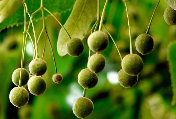 गिरे हुए और बाइट वाले फल खाना इस वायरस को दावत देने जैसा है. दरअसल, स्वास्थ्य अधिकारियों ने पाया कि जिन लोगों की मौत हुई है वे चमगादड़ की बाइट   वाले आम घर ले गए थे.फोटोः गूगल फ्री इमेज 