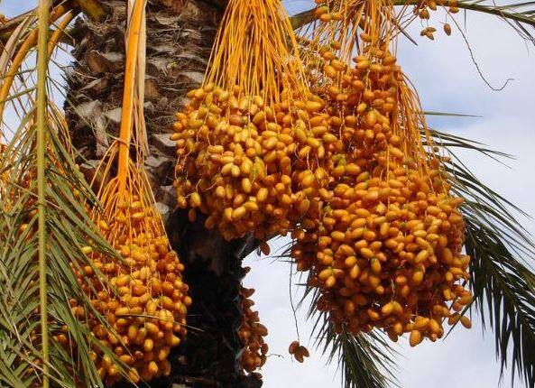 2004 में बांग्लादेश में लोग निपाह वायरस से ग्रस्त होने लगे थे. इसका कारण कच्चा खजूर और बेर खाना बताया गया था जिसे चमगादडों ने बाइट किया हुआ था. लोग पेड़ों पर चढ़कर कच्चे खजूर और बेर का रस पी रहे थे.फोटोः गूगल फ्री इमेज 