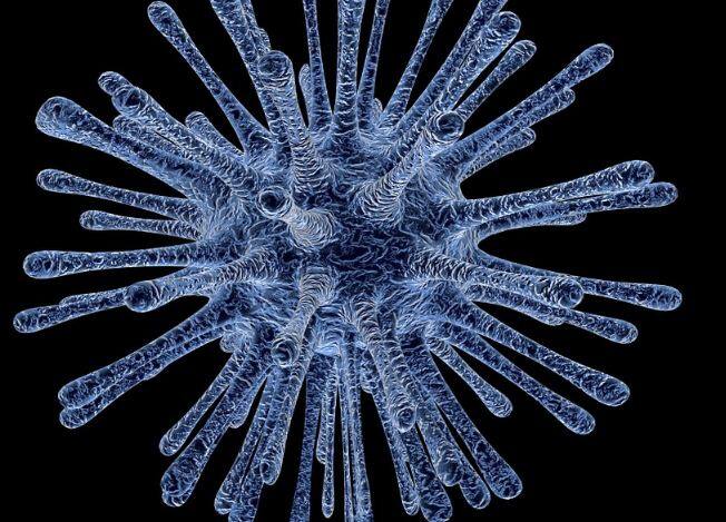 आमतौर पर ये इंफेक्शन इंसानों को प्रभावित करता है. जो जीव निपाह वायरस एन्सेफलाइटिस का कारण बनते हैं, वे आरएनए या रिबोन्यूक्लिक एसिड वायरस 

फैमिली के हैं. जिनका पैरामाइक्सोविरिडे, जीनस हेनिपावायरस और हेन्थ वायरस से निकट संबंध हैं. साभारः  WHO, Centers for Disease Control and Prevention, फोटोः गूगल फ्री इमेज