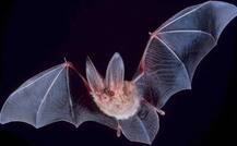 ऐसे फलों को खाने से हो सकता है Nipah virus, बचने के लिए अपनाएं ये उपाय