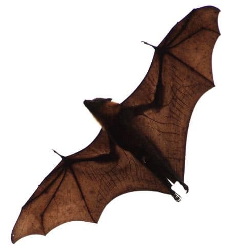 Nipah Virus के बारे में ये बातें जानना है बेहद जरूरी