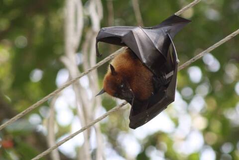Nipah Virus के बारे में ये बातें जानना है बेहद जरूरी