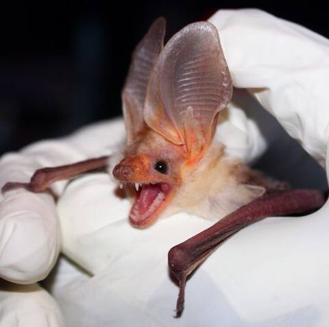 Nipah Virus के बारे में ये बातें जानना है बेहद जरूरी