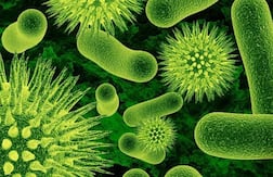 Nipah Virus : कोरोनाप्रमाणे निपाह व्हायरस संसर्गजन्य? तज्ज्ञांनी या विषाणूबाबत काय म्हटलं?