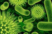 निपाह वायरस: ब्रेन में पहुंचा तो कोमा में जा सकता है मरीज, पढ़ें लक्षण और सावधानियां