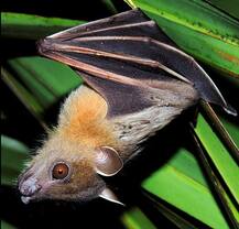 निपाह वायरस को यूं फैलने से रोक सकते हैं आप, लक्षण दिखने पर तुरंत करें ये उपाय