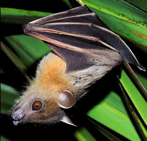 पिछले कई दिनों से केरल में निपाह वायरस से लोगों की लगातार मौत हो गई है. अब इस वायरस का खौफ हिमाचल प्रदेश के नाहन में फैल गया है.  फोटोः गूगल फ्री इमेज