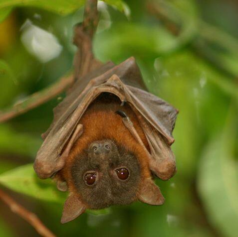 केरल के बाद अब हिमाचल प्रदेश में फैला निपाह वायरस का खौफ, सैंपल भेज गए लैब में