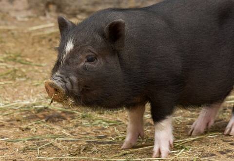 केरल के बाद अब हिमाचल प्रदेश में फैला निपाह वायरस का खौफ, सैंपल भेज गए लैब में