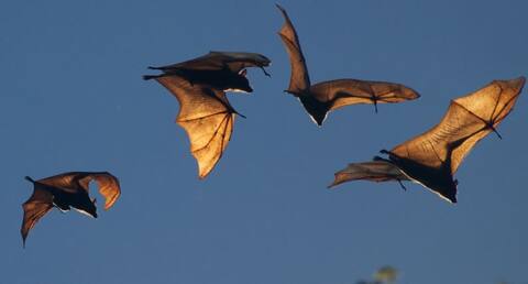 केरल के बाद अब हिमाचल प्रदेश में फैला निपाह वायरस का खौफ, सैंपल भेज गए लैब में