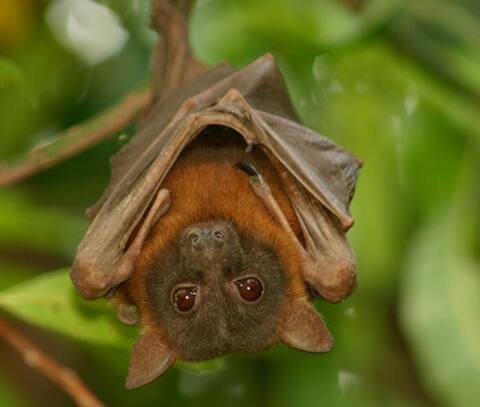 निपाह वायरसः केरल जाने से बचें, जाना चाहते भी हैं तो इन जगहों पर बिल्कुल ना जाएं