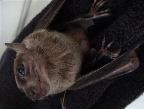 निपाह वायरसः केरल जाने से बचें, जाना चाहते भी हैं तो इन जगहों पर बिल्कुल ना जाएं