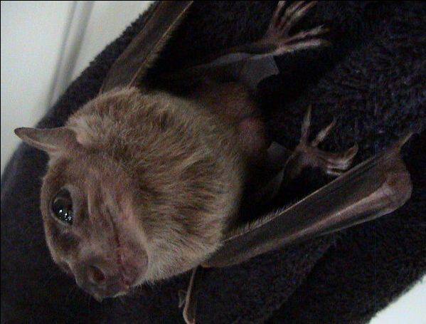 आपको बता दें, अब तक कोझिकोड और मलप्पुरम जिले में निपाह वायरस की चपेट में आकर 10 लोगों की मौत हो चुकी है और विभिन्न अस्पतालों में 19 लोगों   का इलाज हो रहा है. इसमें एक व्यक्ति का उपचार वयनाड में हो रहा है. फोटोः गूगल फ्री इमेज 