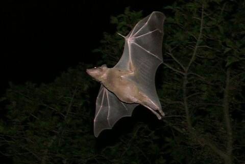 निपाह वायरसः केरल जाने से बचें, जाना चाहते भी हैं तो इन जगहों पर बिल्कुल ना जाएं