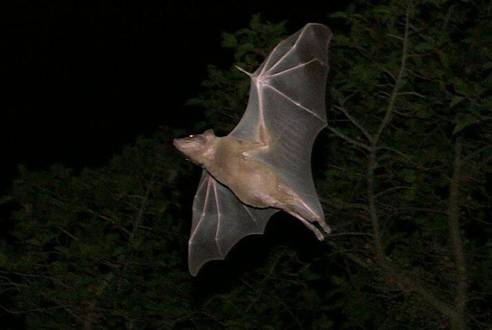 अब तक 13 मामले की पुष्टि हुई है. इसमें 10 लोगों की मौत हो चुकी है. फोटोः गूगल फ्री इमेज   