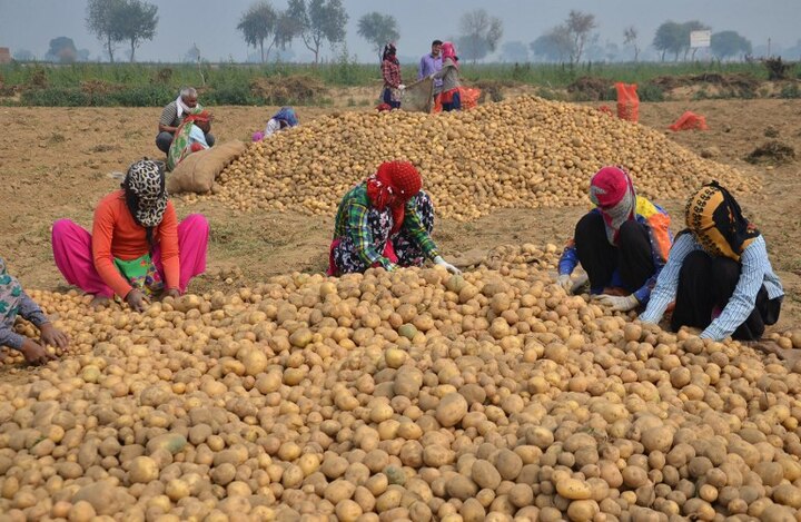 Potato is costlier due to rising prices of petrol and diesel बढ़ते पेट्रोल-डीजल के दाम से महंगी हुईं सब्जियां, ₹25 से ₹30 किलो तक बिक रहा है आलू