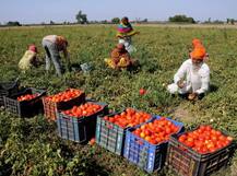 डीजल के दाम बढ़ने के बाद टमाटर हुआ लाल, भोपाल में डबल हुए टमाटर के दाम