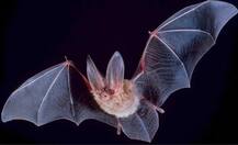 निपाह वायरस से बचने के लिए अपनाएं ये आसान उपाय